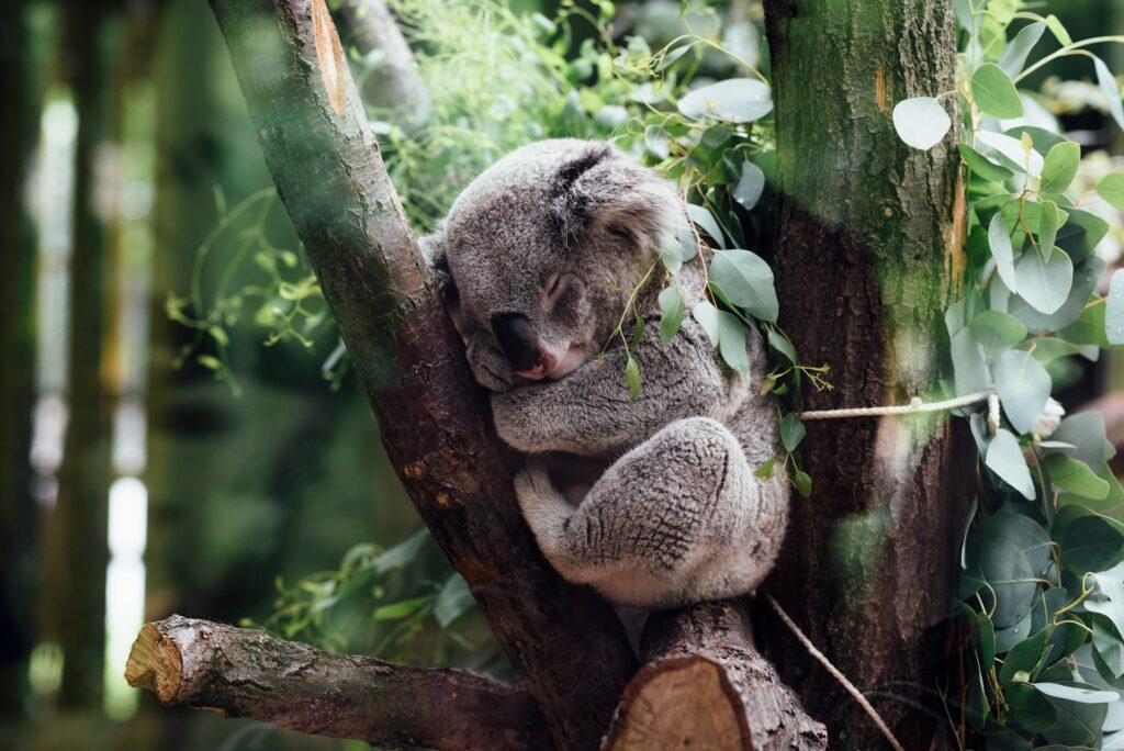 Schlafender Koala – Foto von Jordan Whitt auf Unsplash Akupunktur bei Stress: Körper und Psyche im Dialog – Schlafender Koala – Foto von Jordan Whitt auf Unsplash
